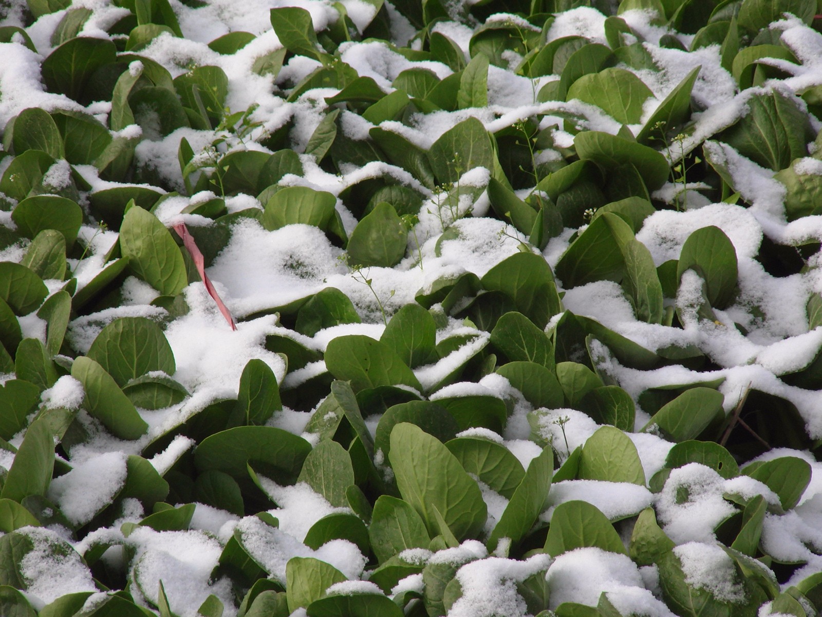 植物不同部分冻害表现及有效处理