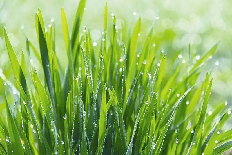 植物不同部分冻害表现及有效处理