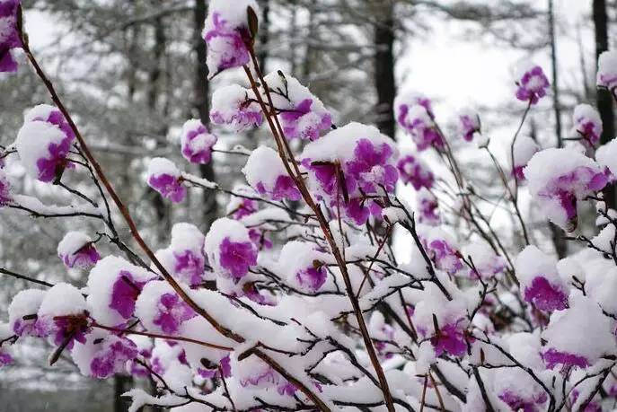 植物不同部分冻害表现及有效处理