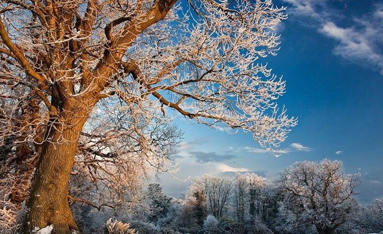 植物不同部分冻害表现及有效处理