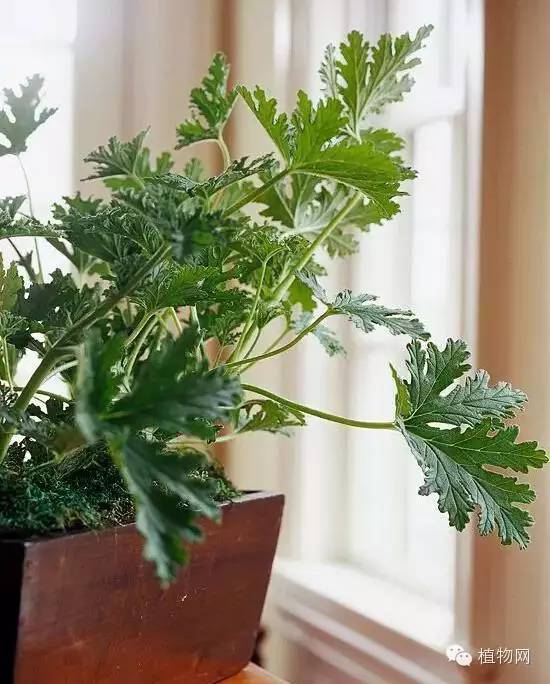 春节期间家中无人浇花？教你几招告别花花缺水情况