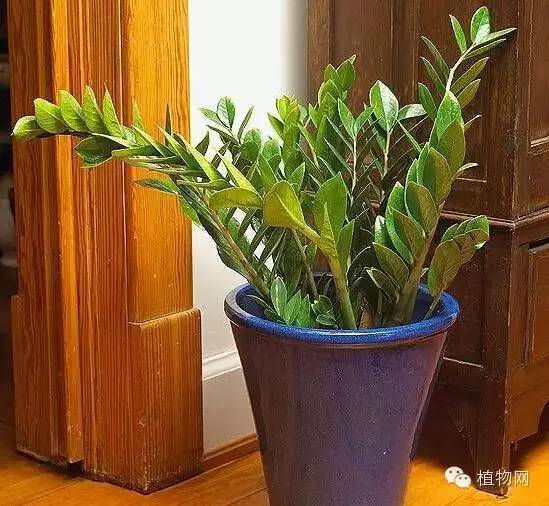 春节期间家中无人浇花？教你几招告别花花缺水情况