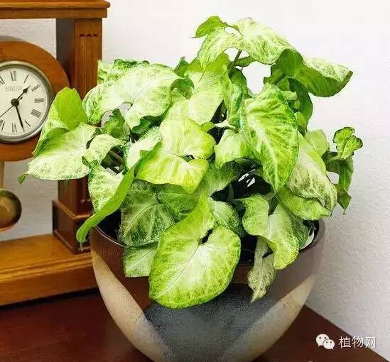 春节期间家中无人浇花？教你几招告别花花缺水情况