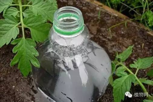 春节期间家中无人浇花？教你几招告别花花缺水情况