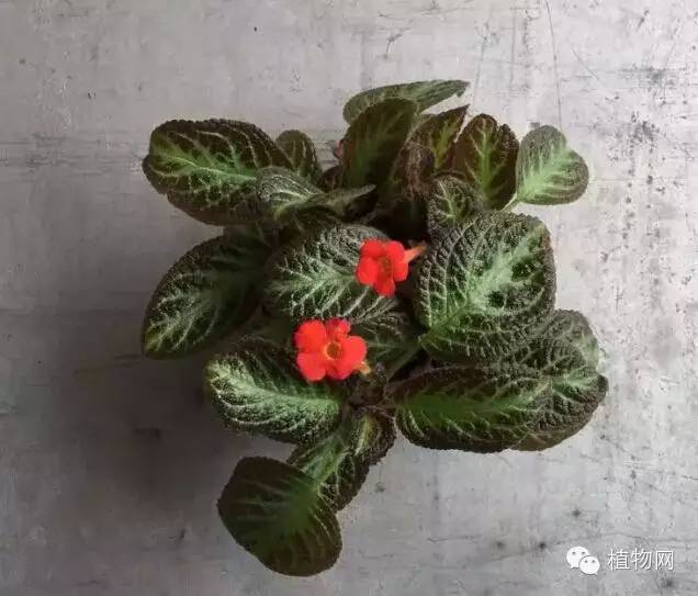 春节期间家中无人浇花？教你几招告别花花缺水情况