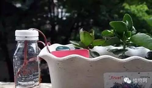春节期间家中无人浇花？教你几招告别花花缺水情况