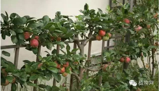 种一棵"爬墙"苹果树 过一下英式生活