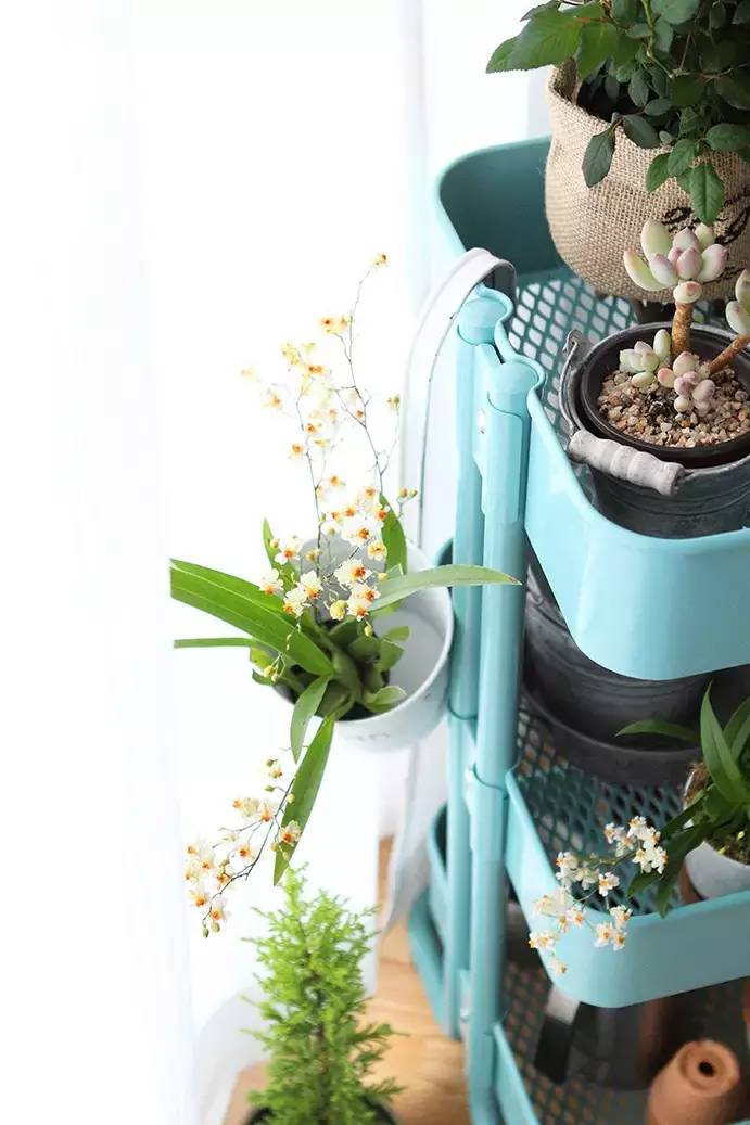 和IKEA一同打造属于你的“移动花园”