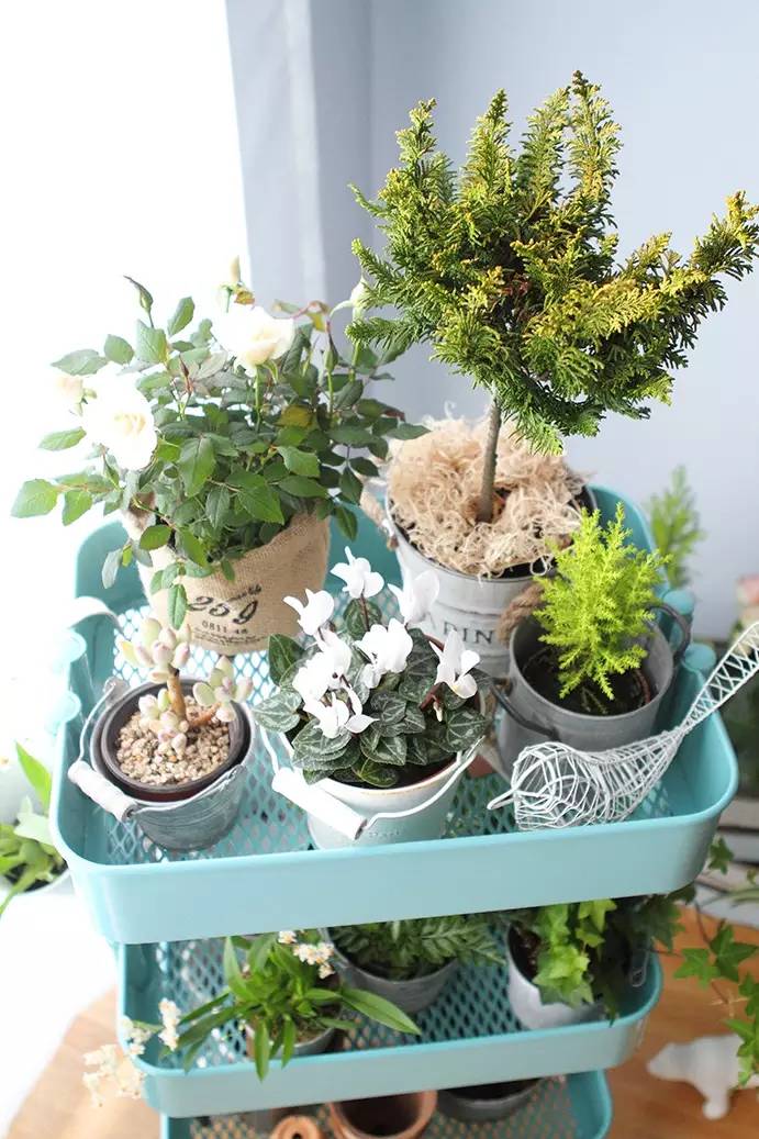 和IKEA一同打造属于你的“移动花园”