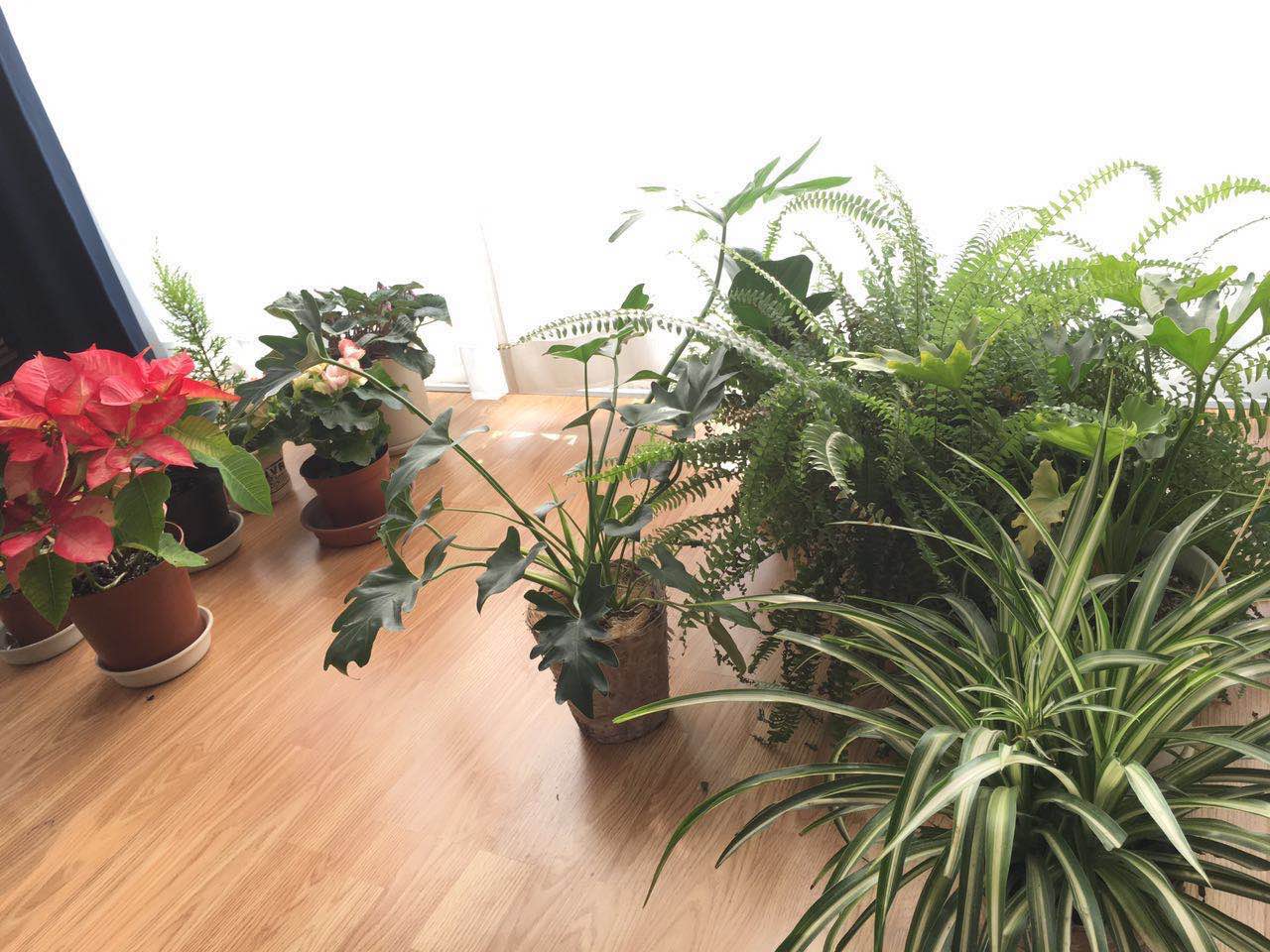 和IKEA一同打造属于你的“移动花园”