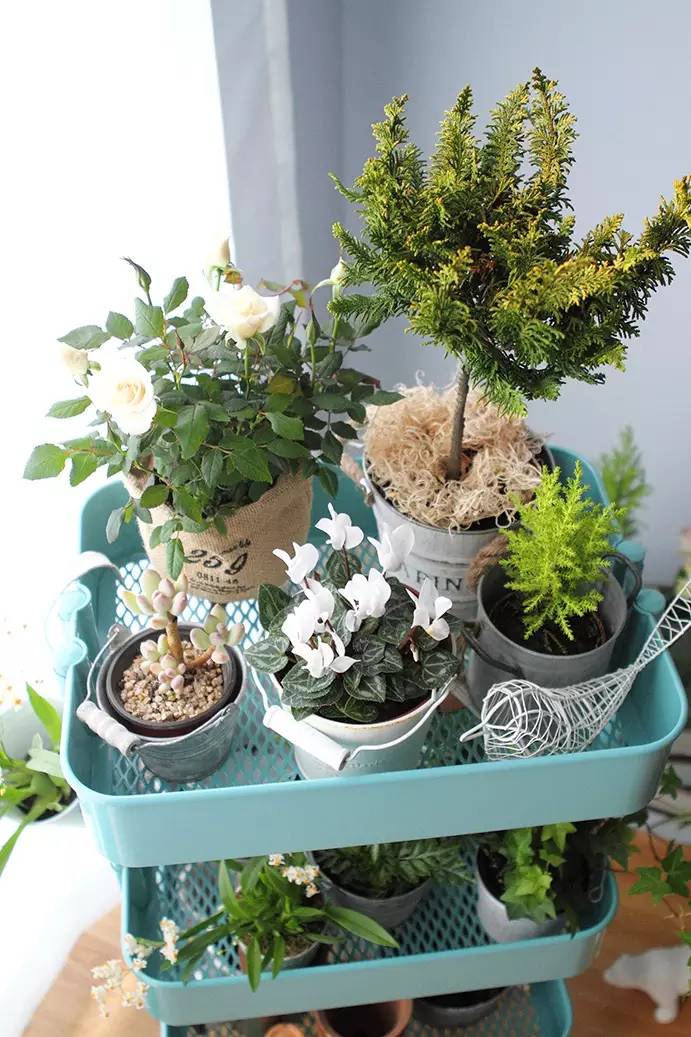 和IKEA一同打造属于你的“移动花园”