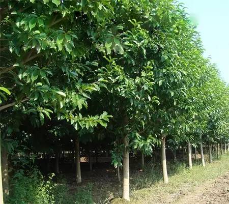 如何拯救你的偏冠树？