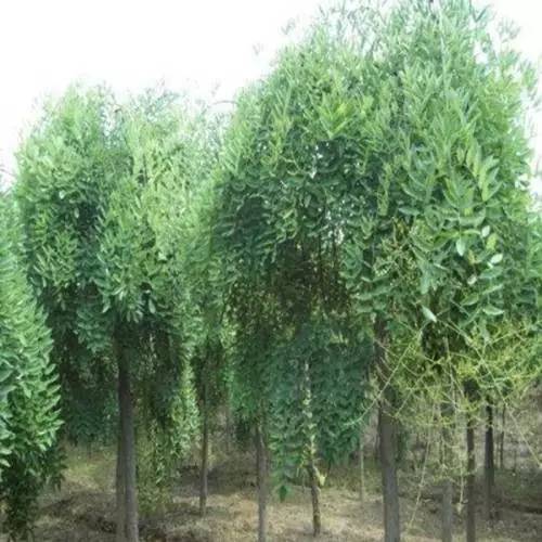 如何拯救你的偏冠树？