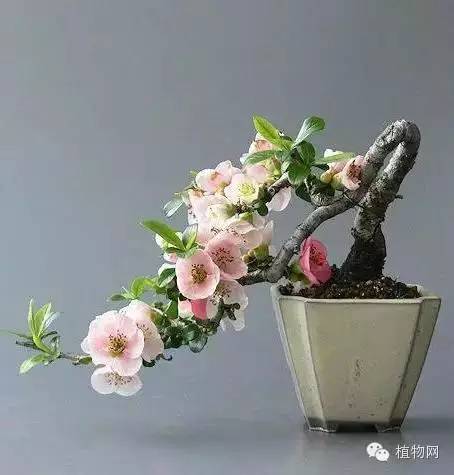 绝&nbsp;色&nbsp;盆&nbsp;景