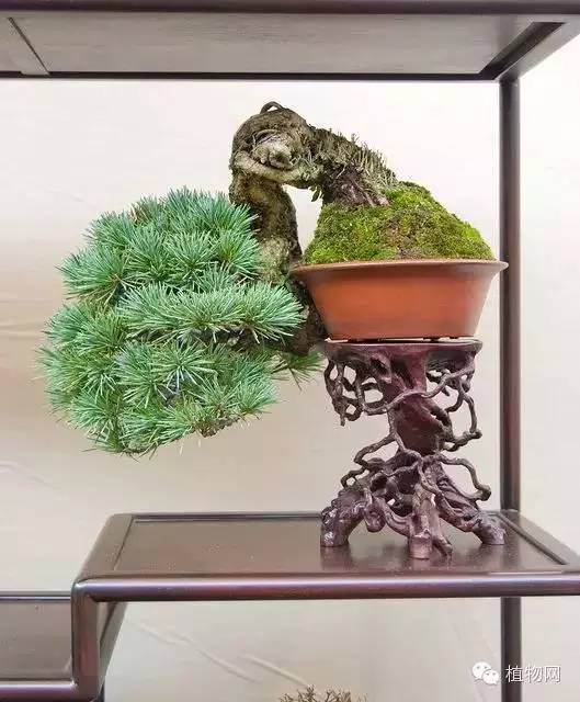 绝&nbsp;色&nbsp;盆&nbsp;景