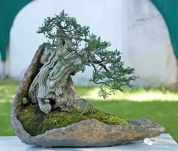 绝&nbsp;色&nbsp;盆&nbsp;景