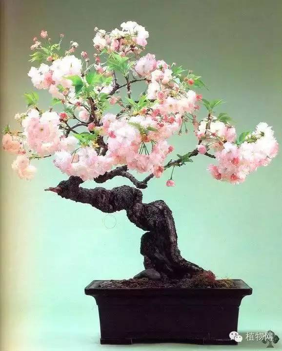 绝&nbsp;色&nbsp;盆&nbsp;景