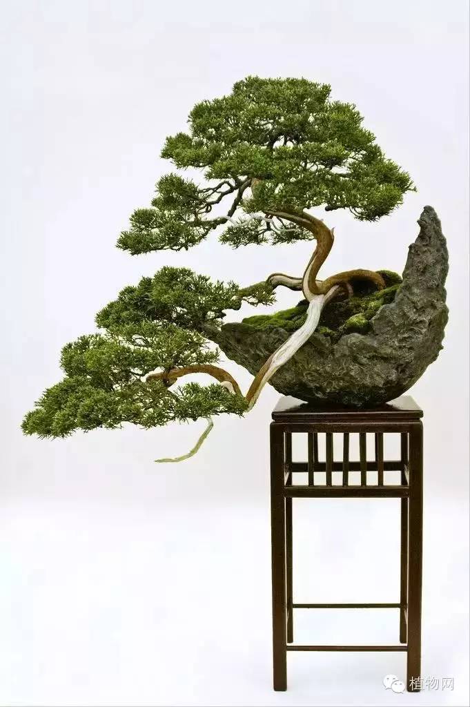 绝&nbsp;色&nbsp;盆&nbsp;景