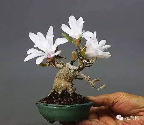 绝&nbsp;色&nbsp;盆&nbsp;景