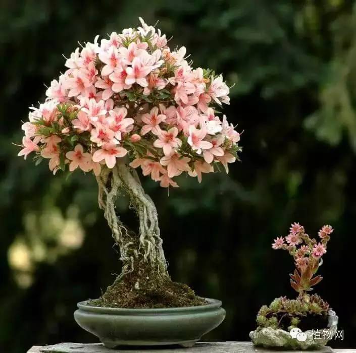 绝&nbsp;色&nbsp;盆&nbsp;景
