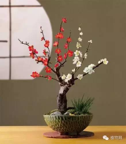 绝&nbsp;色&nbsp;盆&nbsp;景