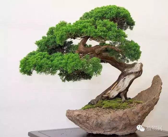 绝&nbsp;色&nbsp;盆&nbsp;景