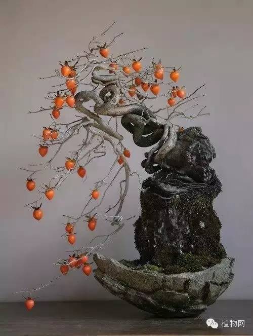 绝&nbsp;色&nbsp;盆&nbsp;景