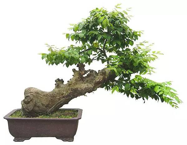  家庭盆景造型及鉴赏入门