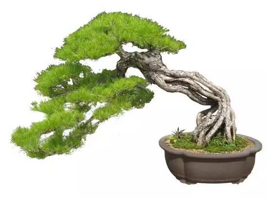  家庭盆景造型及鉴赏入门