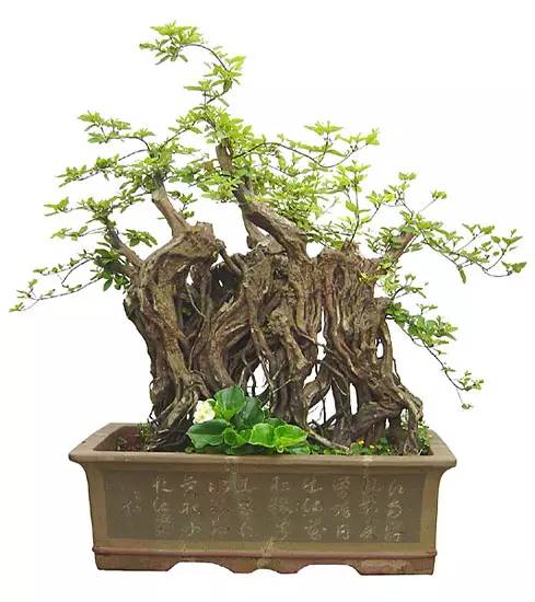  家庭盆景造型及鉴赏入门