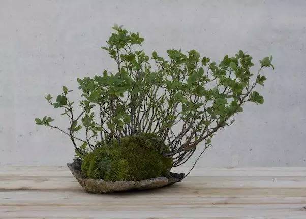 草做的盆景