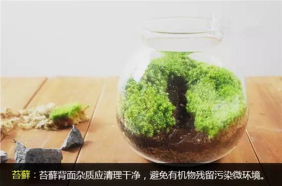 【今日主题&quot;绿苔&quot;】家庭养护苔癣植物盆栽