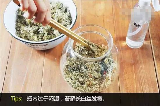 【今日主题&quot;绿苔&quot;】家庭养护苔癣植物盆栽