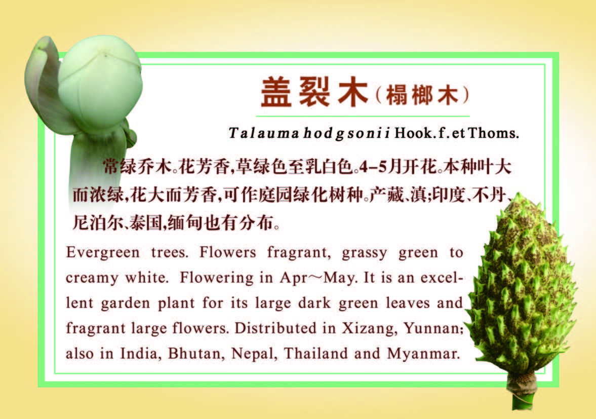 58种木兰科植物