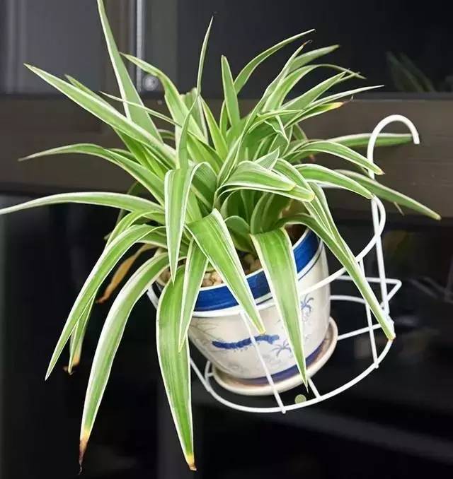 阳台总是不够用，挑些小件来帮忙！