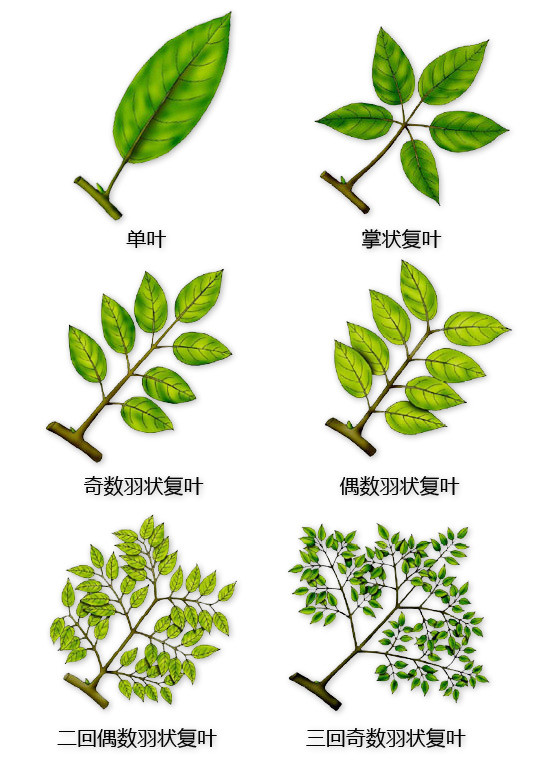 史上最全植物形态图解，分分钟认识所有植物！