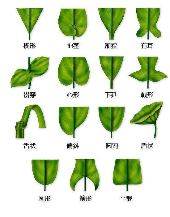 史上最全植物形态图解，分分钟认识所有植物！