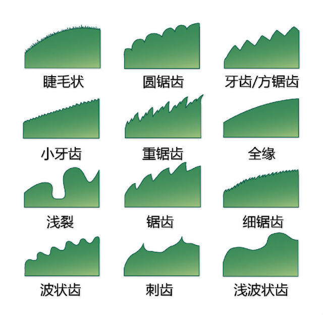 史上最全植物形态图解，分分钟认识所有植物！