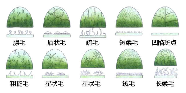 史上最全植物形态图解，分分钟认识所有植物！