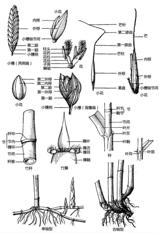 史上最全植物形态图解，分分钟认识所有植物！