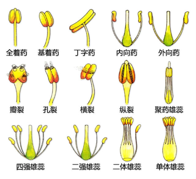 史上最全植物形态图解，分分钟认识所有植物！