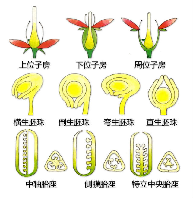 史上最全植物形态图解，分分钟认识所有植物！