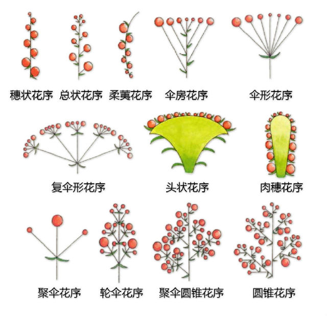 史上最全植物形态图解，分分钟认识所有植物！