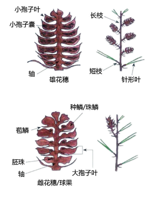 史上最全植物形态图解，分分钟认识所有植物！