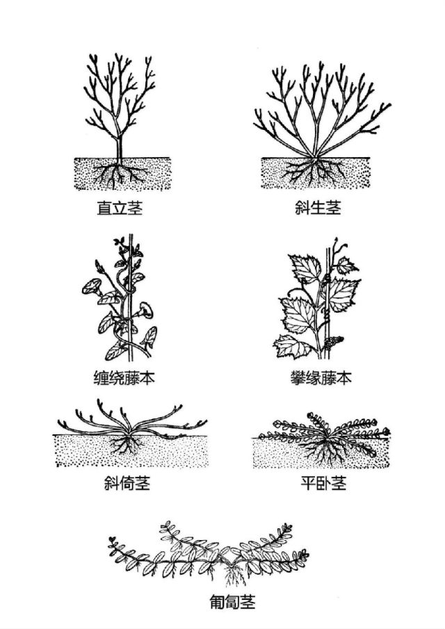 史上最全植物形态图解，分分钟认识所有植物！