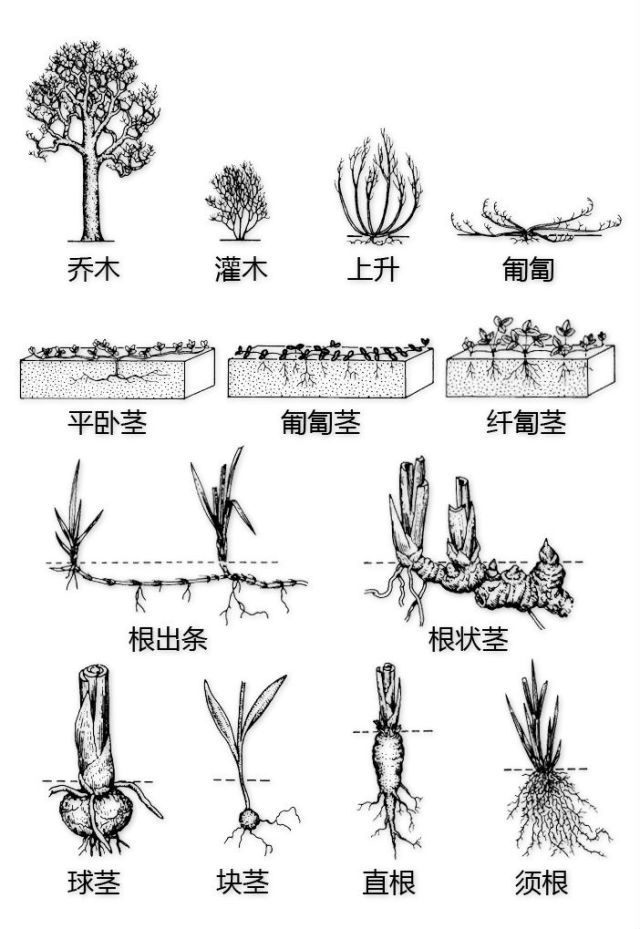 史上最全植物形态图解，分分钟认识所有植物！