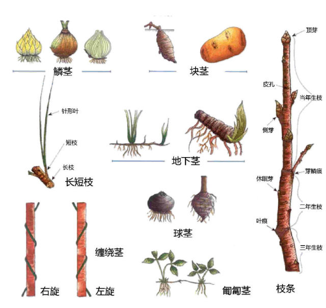 史上最全植物形态图解，分分钟认识所有植物！