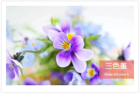 植物也能预报天气，您知道吗？