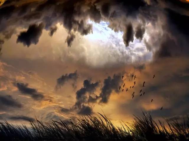 植物也能预报天气，您知道吗？