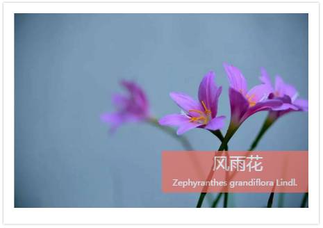 植物也能预报天气，您知道吗？